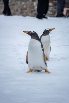 penguin photo