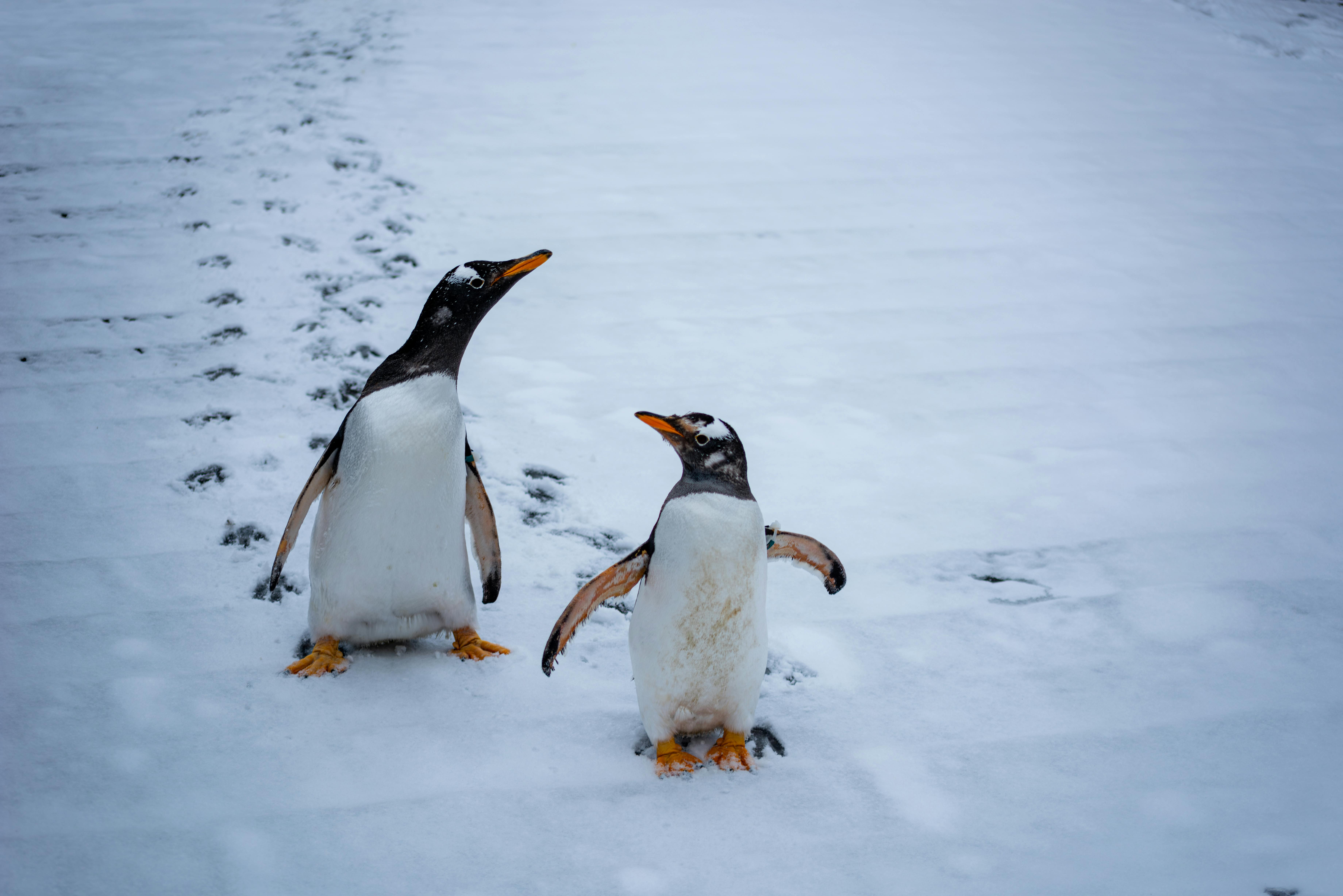 penguins vs flyers — Photo by Alex Bian on Pexels