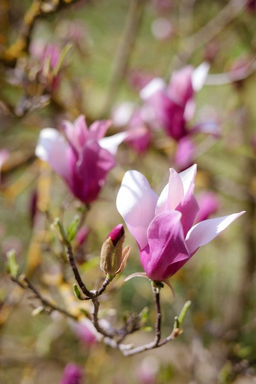 Free Vibrant pink magnolia blossoms in full bloom, captured in Italy's springtime sunlight. Stock Photo