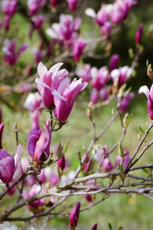 Free Beautiful magnolia flowers in full bloom, capturing the essence of springtime in an Italian garden. Stock Photo