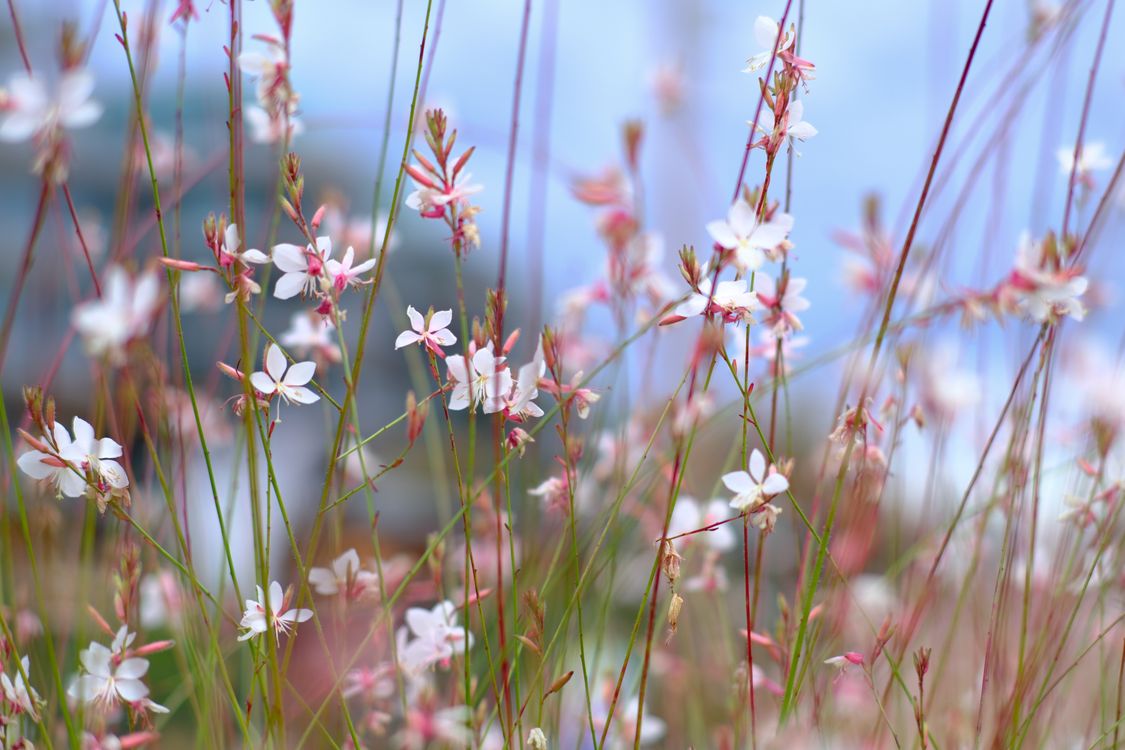 Dreamy Spring Flowers in Vancouver Garden · Free Stock Photo