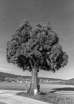 A solitary tree stands majestically in a vast field under a clear sky, captured in black and white.