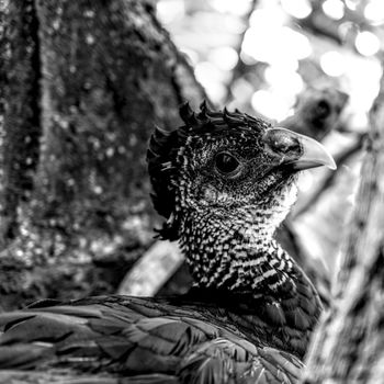 Captivating monochrome image of a majestic bird in natural habitat.