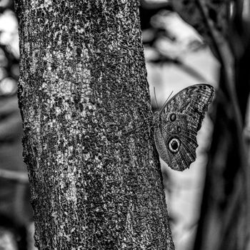 Kendrick Lamar – To Pimp a Butterfly