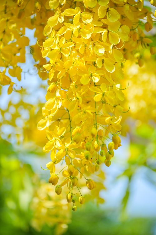 Free Close-up of vibrant yellow Cassia fistula flowers in Krong Battambang, Cambodia. Stock Photo