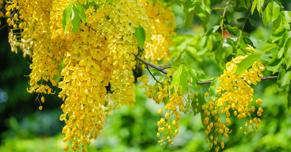 Arbre fleurs jaunes : Top 15 variétés pour jardin