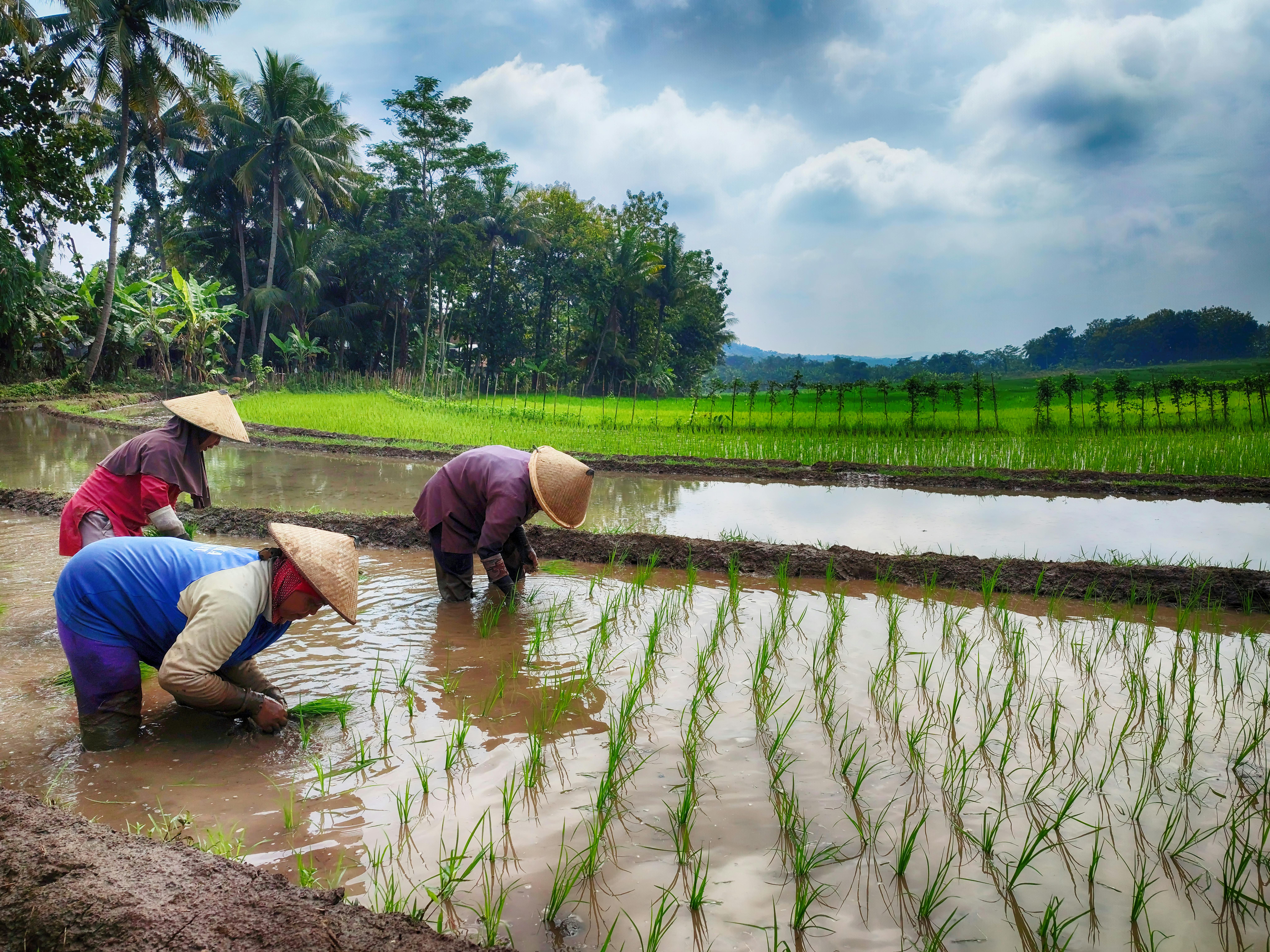 Tegalalang rice terraces in early morning light with farmers working the paddies near Ubud, Bali