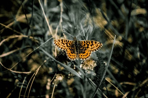 Základová fotografie zdarma na téma hmyz, makro, motýl