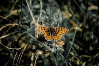 特写镜头中，一只生机勃勃的橙色蝴蝶栖息在草地上，拍摄于自然环境