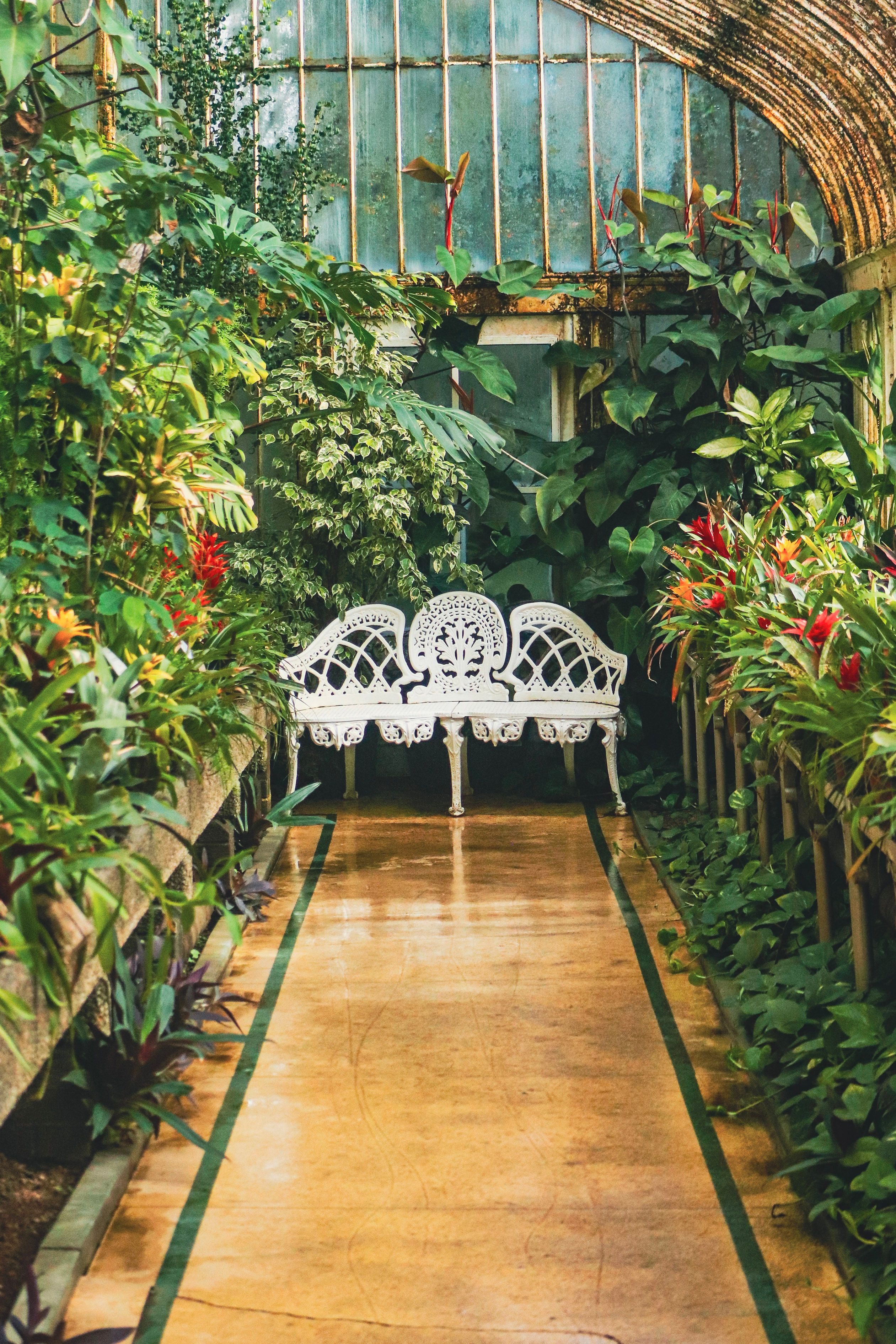 A tranquil greenhouse scene featuring a white bench surrounded by vibrant foliage, perfect for relaxation.