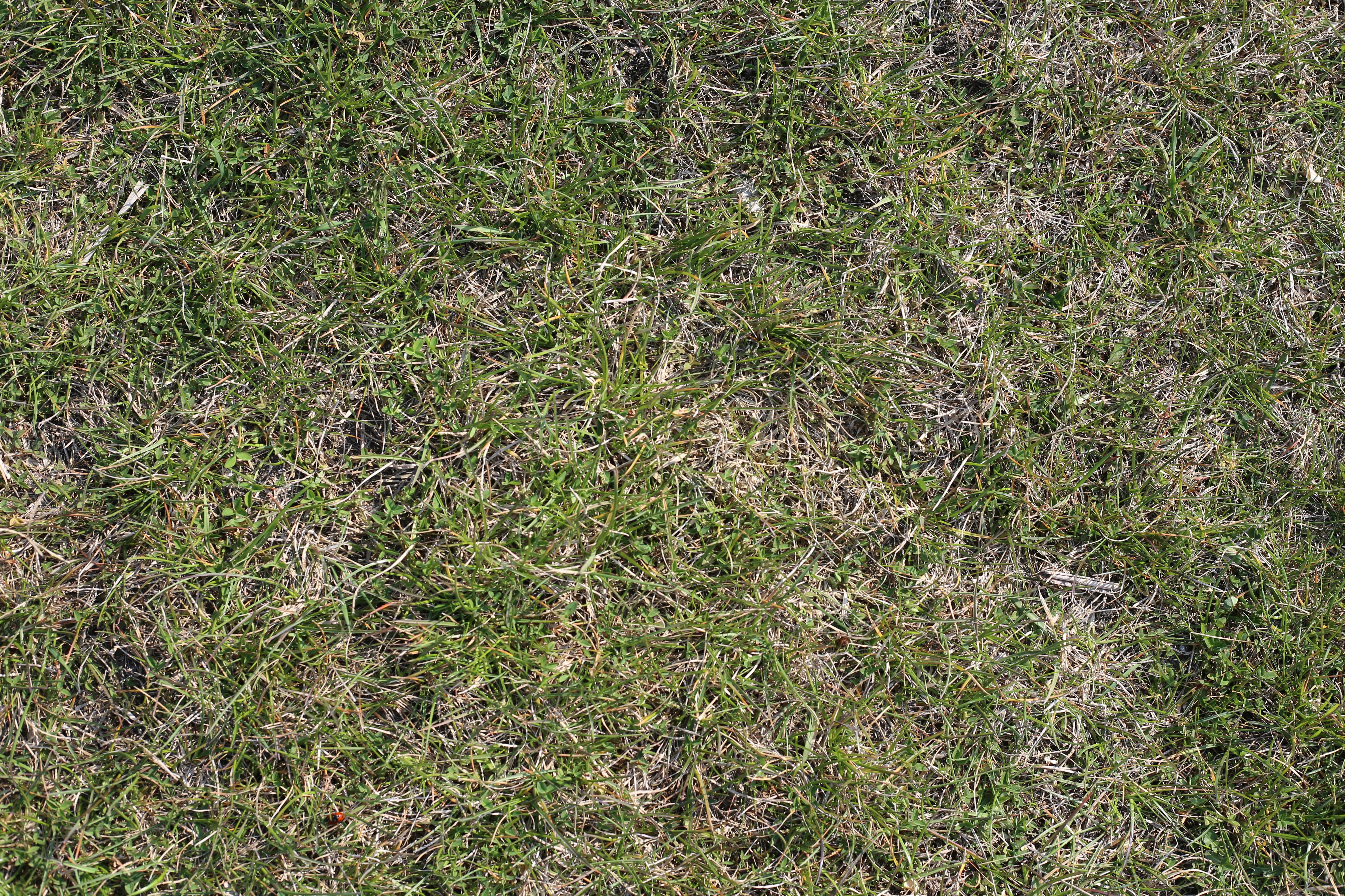 Free stock photo of endless, meadow, texture