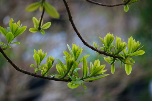 Free Close-up of fresh green leaves on a tree branch, symbolizing spring renewal in Hue, Vietnam. Stock Photo