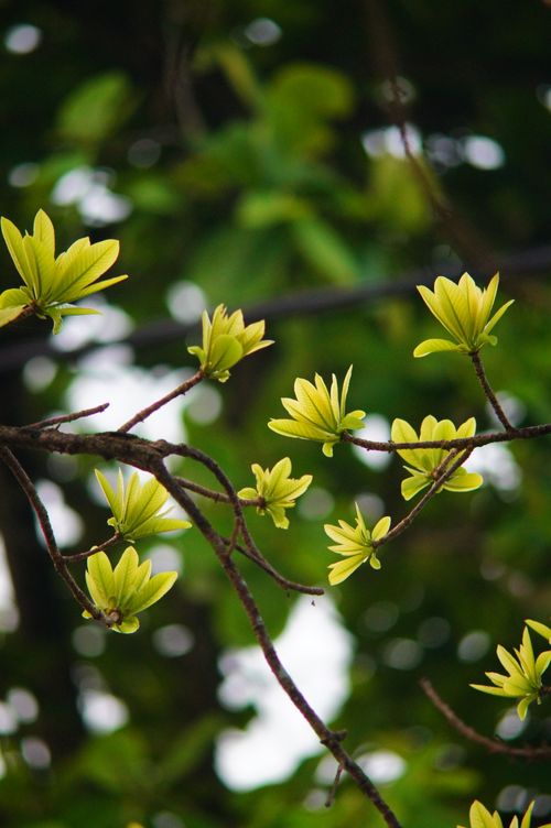 Free Close-up of vibrant green leaves on tree branches in a lush forest setting, showcasing springtime growth. Stock Photo
