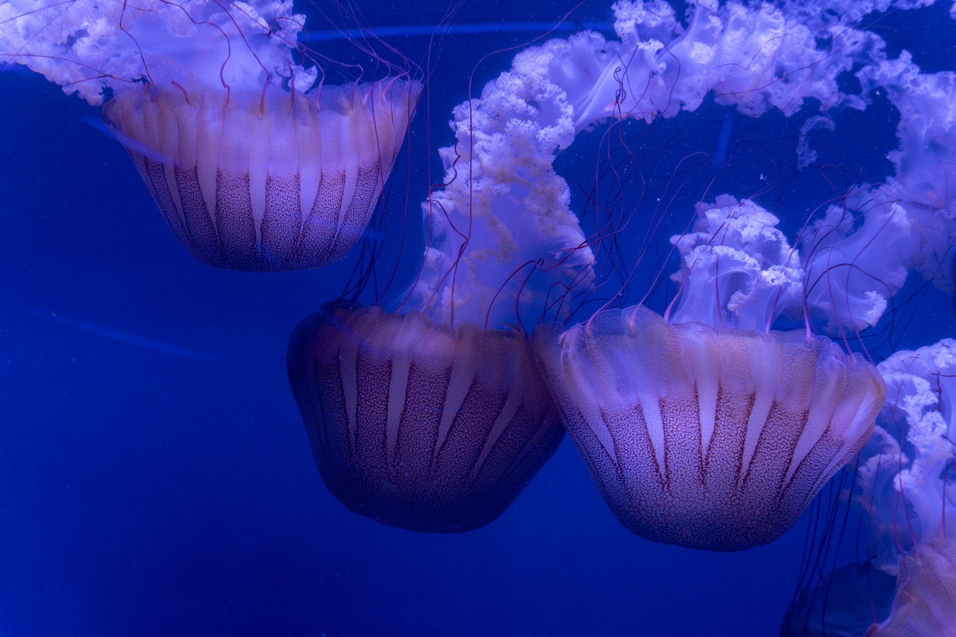Underwater reef at Yaeyama Manta Coast
