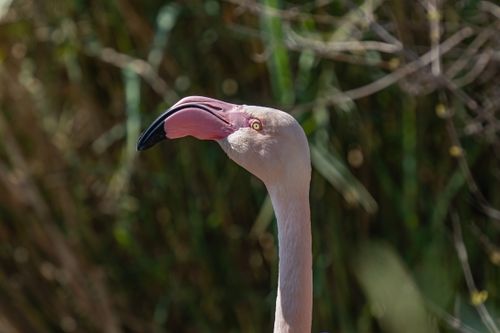 Free Close-up of a Greater Flamingo in its natural habitat, showcasing its vibrant pink hues. Stock Photo