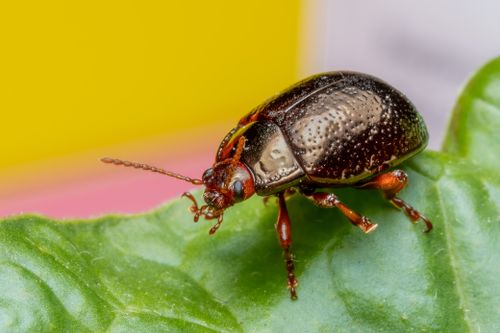 Free Macro shot of a small brown beetle crawling on a green leaf. Stock Photo