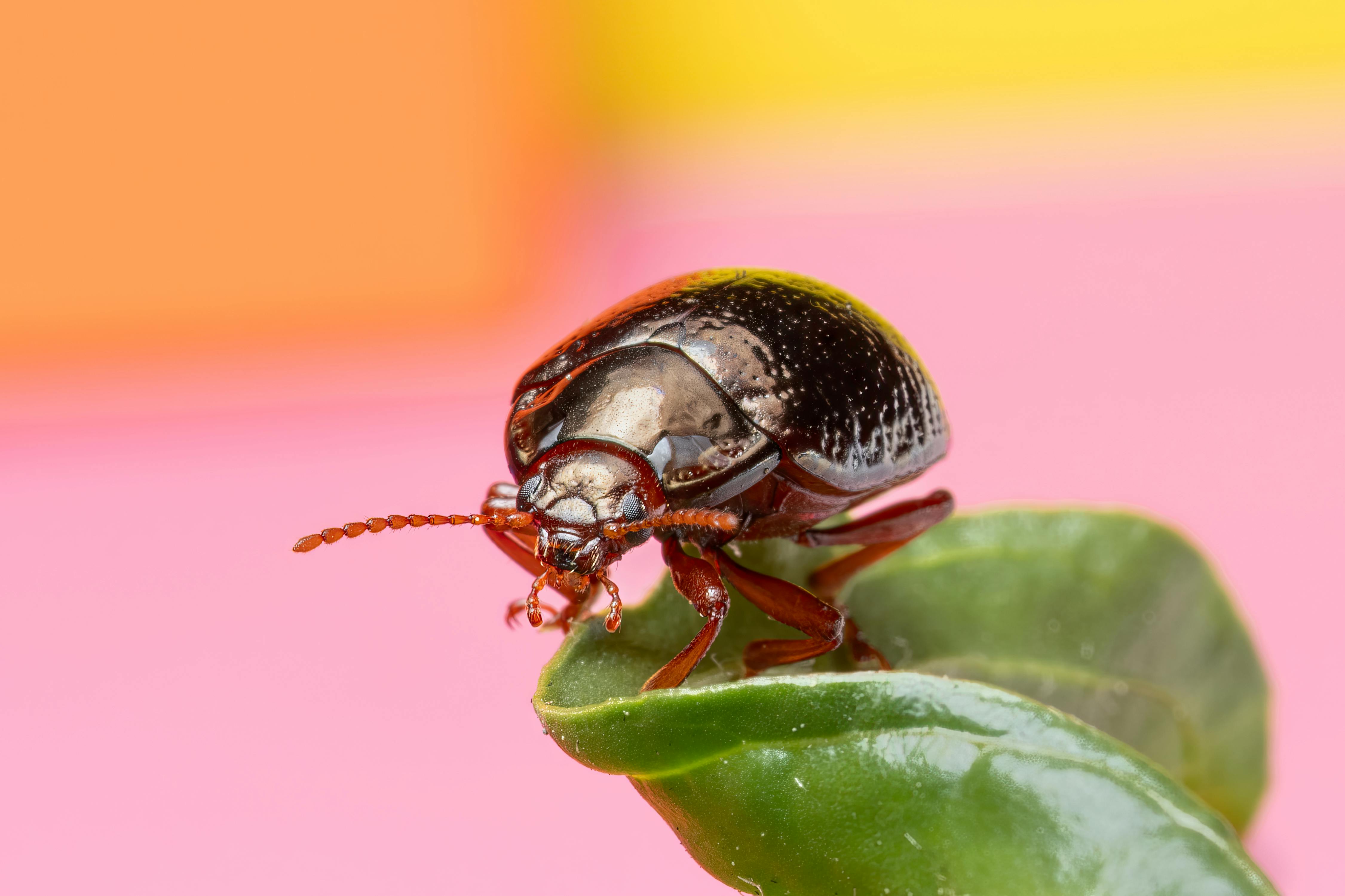 New World Screwworm | Animal and Plant Health Inspection Service — Photo by Rafael Minguet Delgado on Pexels