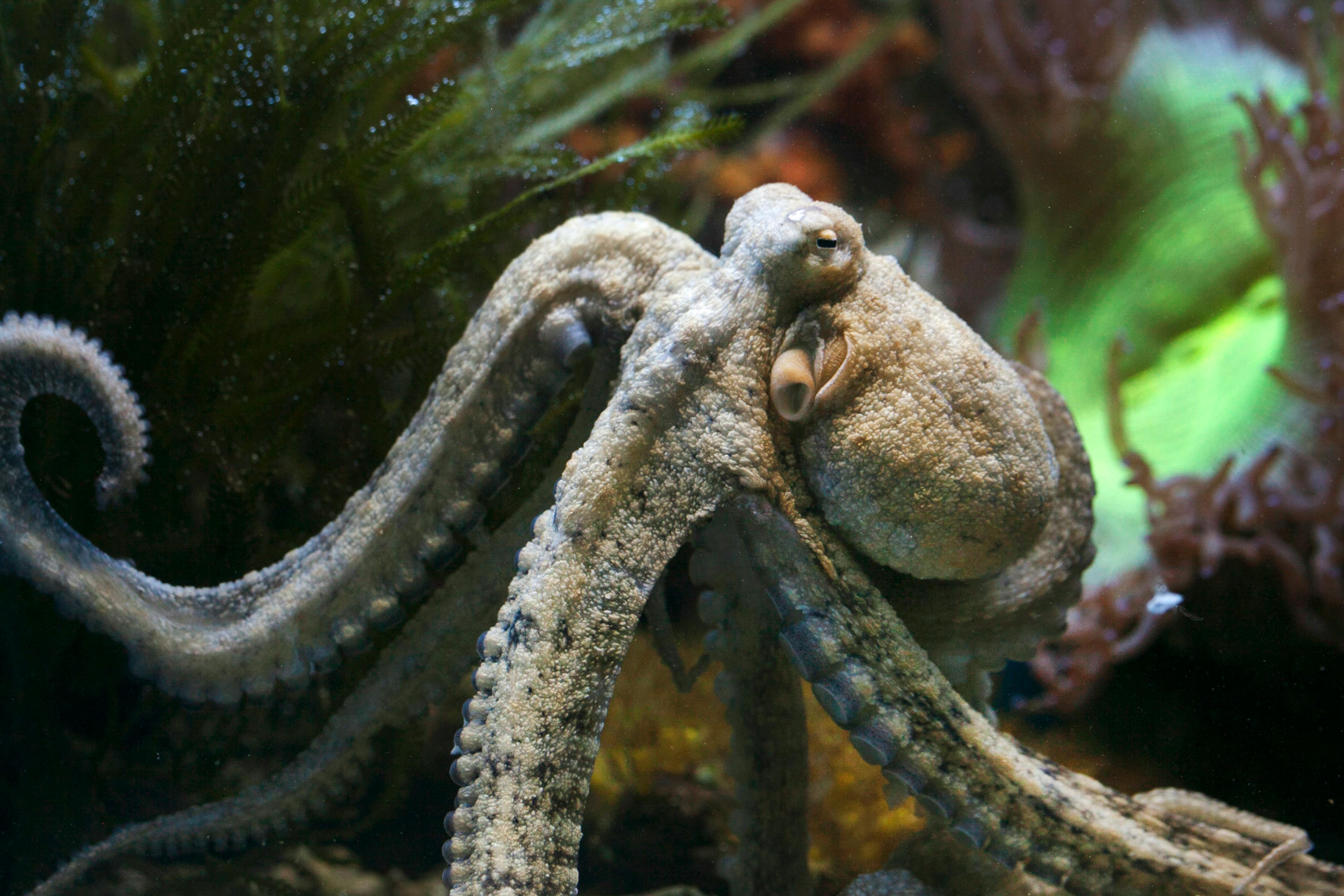 Octopuses Have Three Hearts and Blue Blood