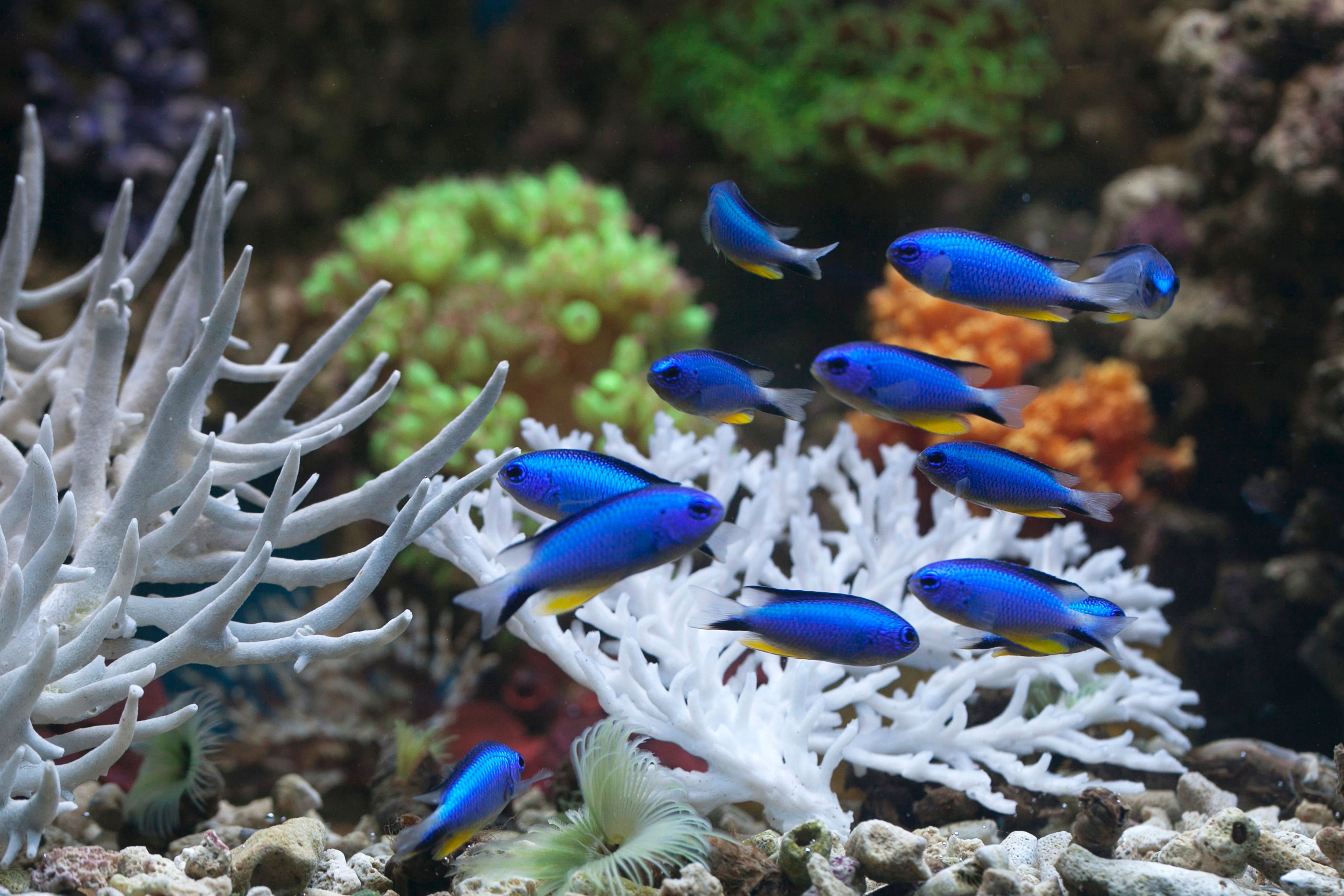 Blue Fishes in Aquarium · Free Stock Photo