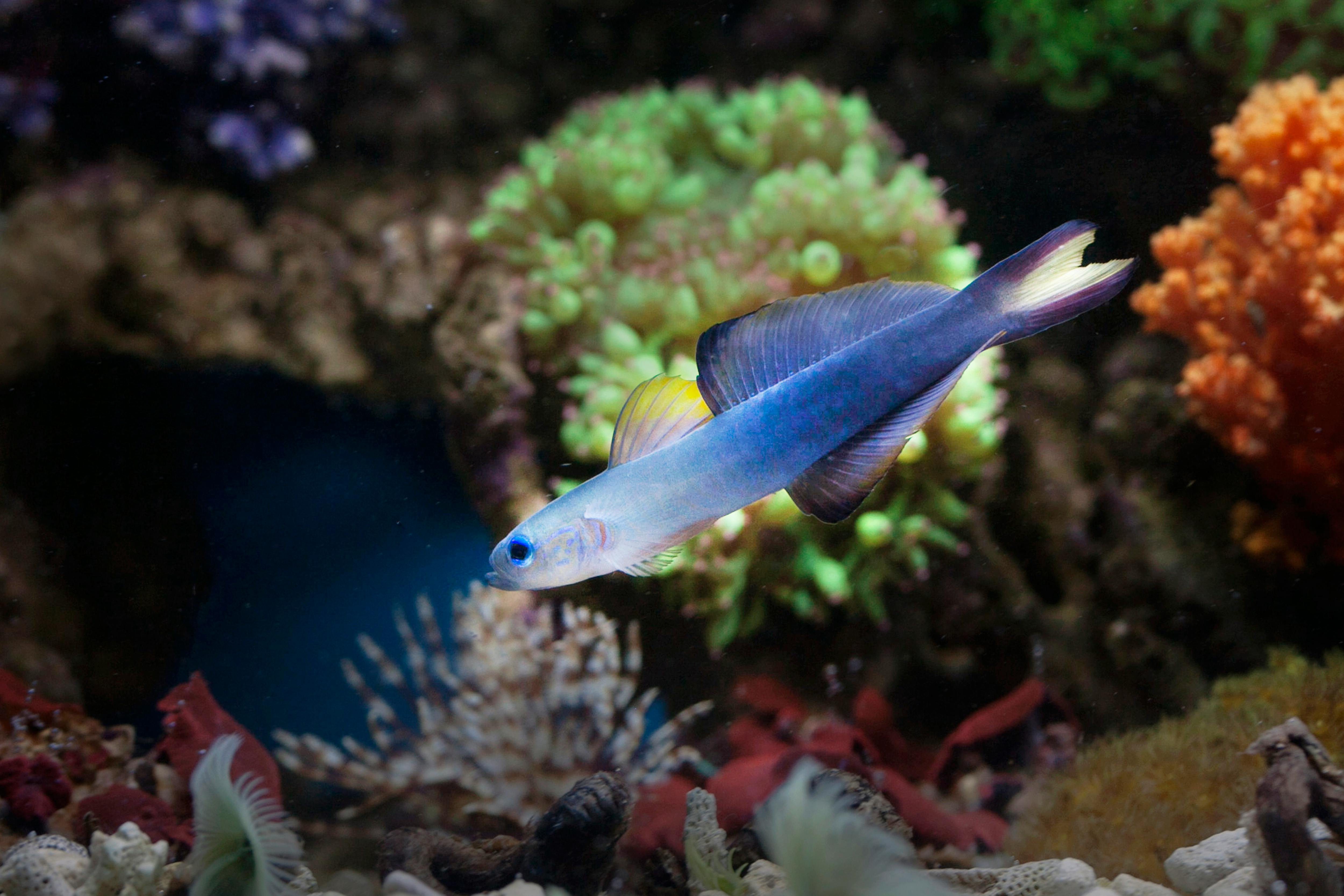 A vibrant firefish goby swims amidst colorful corals in a serene underwater aquarium.