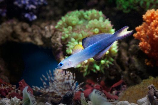 A vibrant firefish goby swims amidst colorful corals in a serene underwater aquarium.