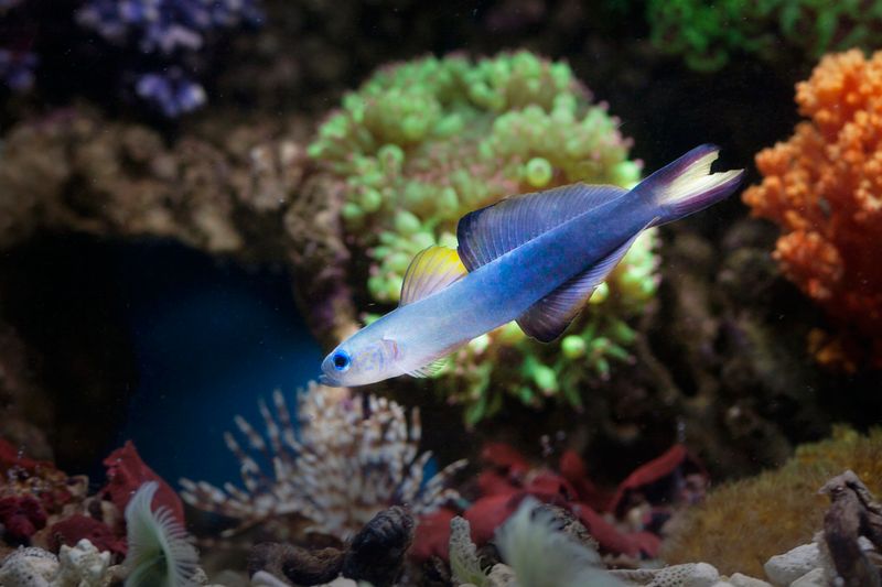 A vibrant firefish goby swims amidst colorful corals in a serene underwater aquarium.