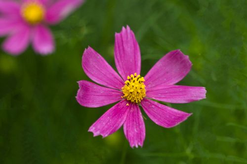 Free A beautiful pink cosmos flower with a bright yellow center, captured in a lush green garden. Stock Photo