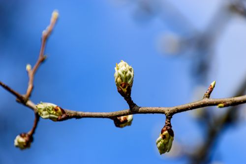 Free Close-up of buds on a tree branch against clear blue sky in Coesfeld, Germany. Stock Photo