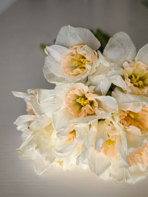 Free A delicate bouquet of white daffodils with soft pink centers, showcasing their beauty and elegance. Stock Photo