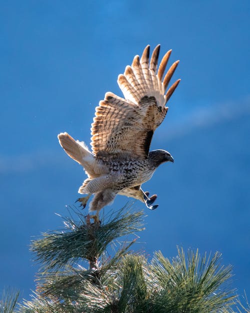 Brown and White Eagle Flying Near Tree