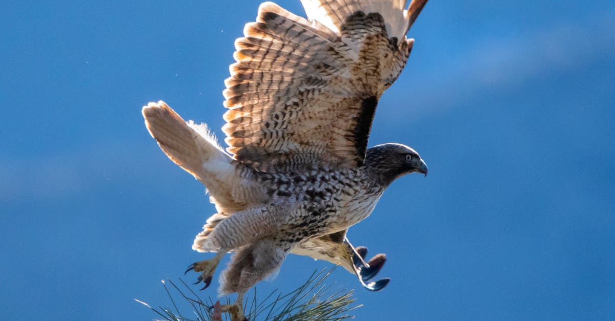 How to make flying eagle