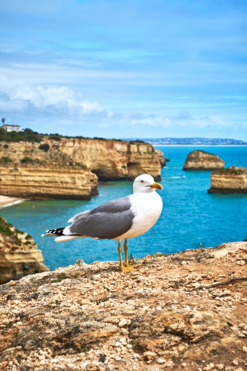 Free A seagull perched on Algarve's cliffs overlooking the turquoise sea in Distrito de Faro, Portugal. Stock Photo