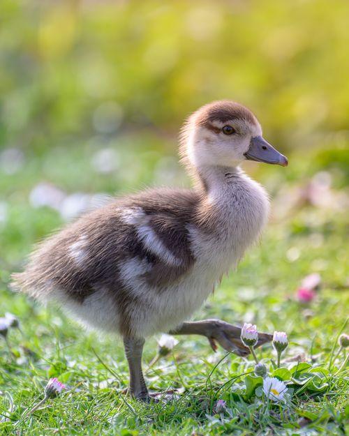 Free Adorable fluffy Egyptian gosling standing on grassy field with flowers under soft light. Stock Photo