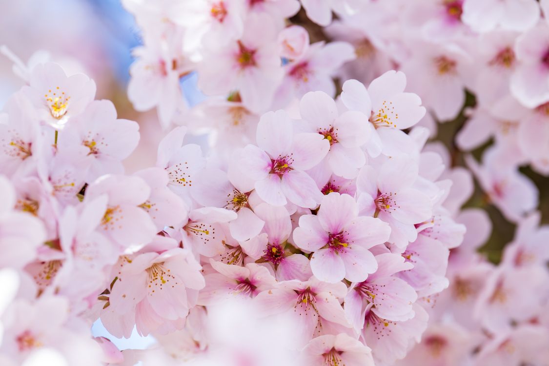 Close-up of Pink Cherry Blossoms in Spring · Free Stock Photo