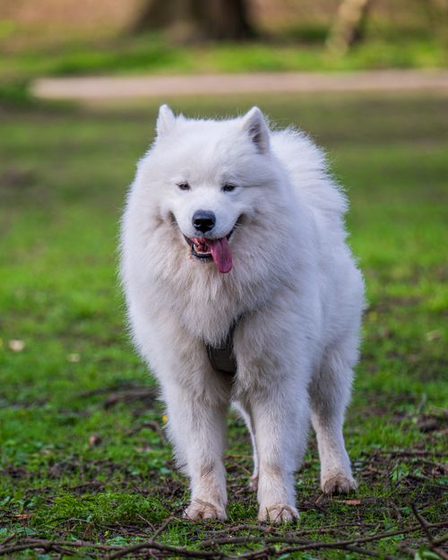 Free A fluffy Samoyed dog enjoying an outdoor walk in a lush, green park. Stock Photo