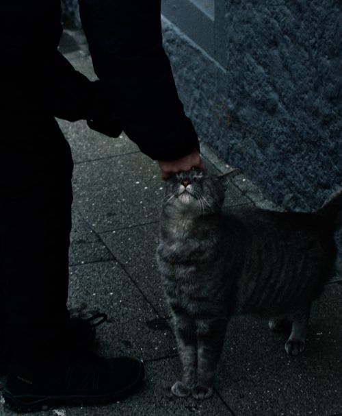 Free stock photo of cat lovers, city sidewalk, iceland Stock Photo