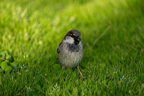 Free Charming shot of a house sparrow standing on vibrant green grass, perfect for nature enthusiasts. Stock Photo
