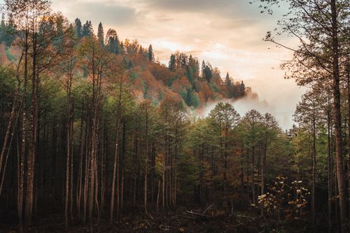 Free A tranquil forest landscape with autumn colors and mist at sunrise, capturing nature's beauty. Stock Photo