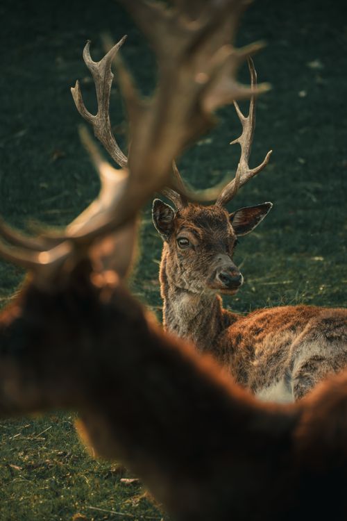 Free Close-up of a deer with antlers in a grassy field, showcasing nature's beauty. Stock Photo