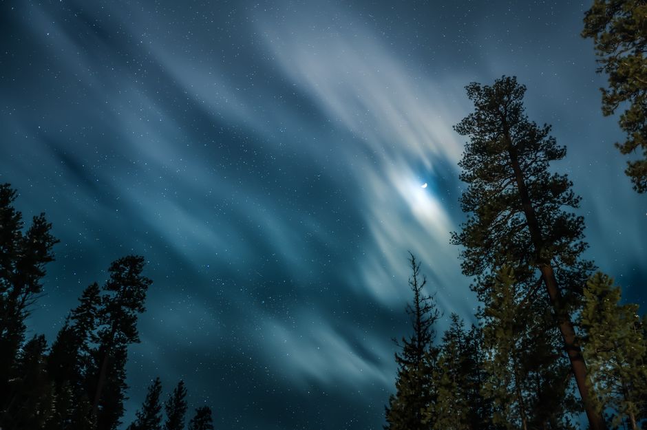 A serene night sky featuring stars and clouds over silhouetted pine trees, perfect for nature enthusiasts.