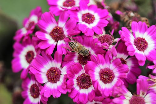 Yakın çekim Fotoğrafında Mor çiçeğe Tünemiş Bal Arısı