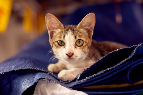 Free Adorable cat resting on a blue blanket with a curious look in Bangkok, Thailand. Stock Photo