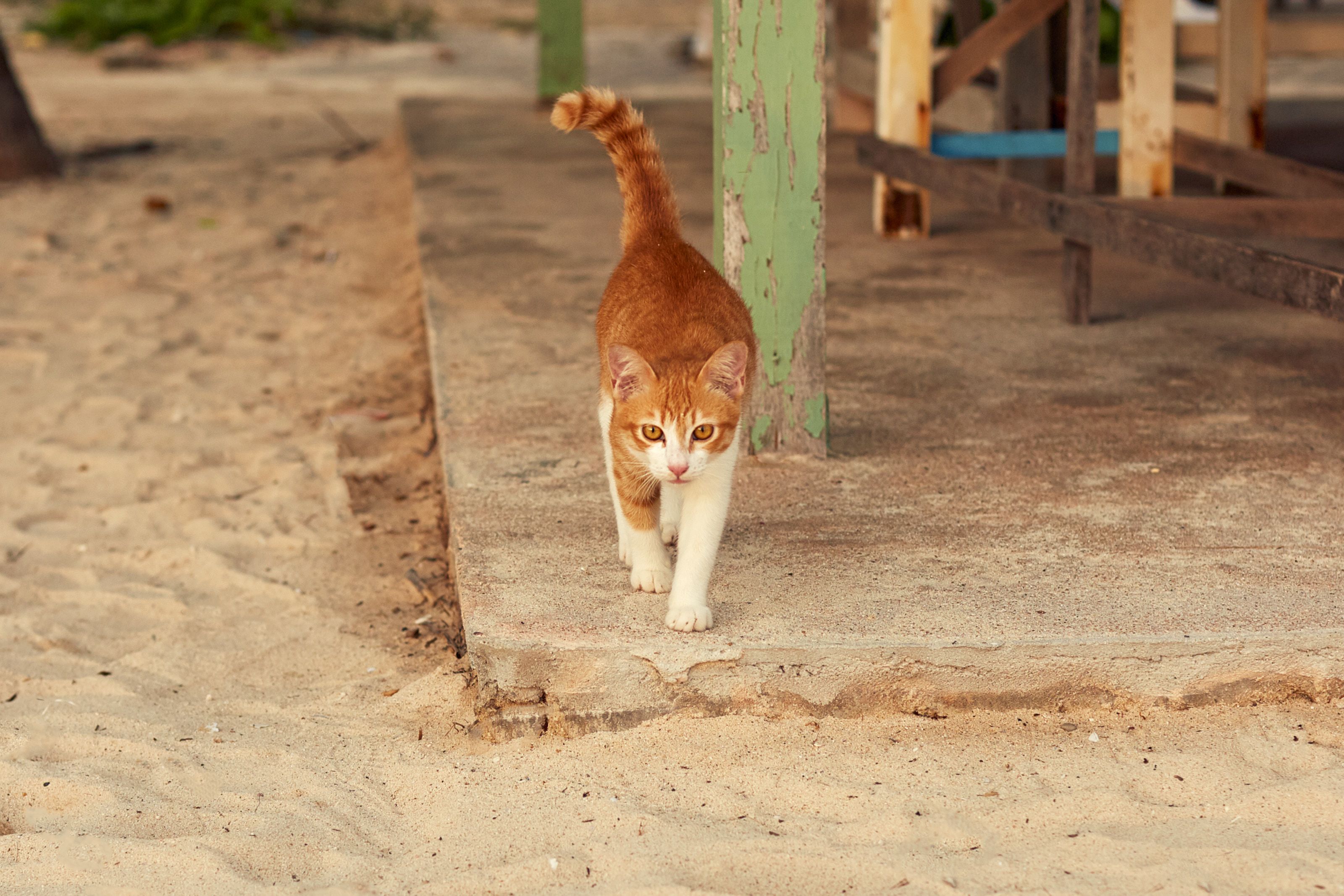 Portrait of a cat at a veterinary clinic