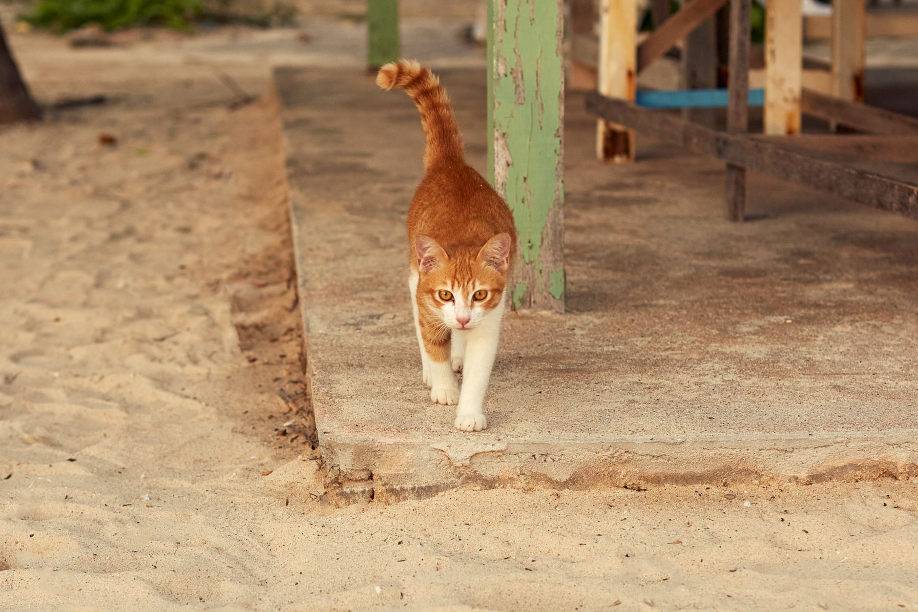 Portrait of a cat at a veterinary clinic