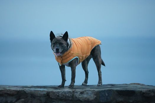 Dog wearing an orange jacket stands on a stone wall in an outdoor setting.