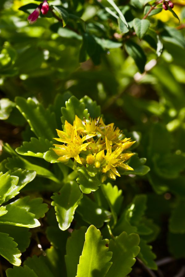 Rhodiola