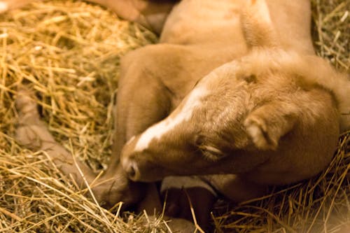 Free stock photo of baby, barn, country Stock Photo