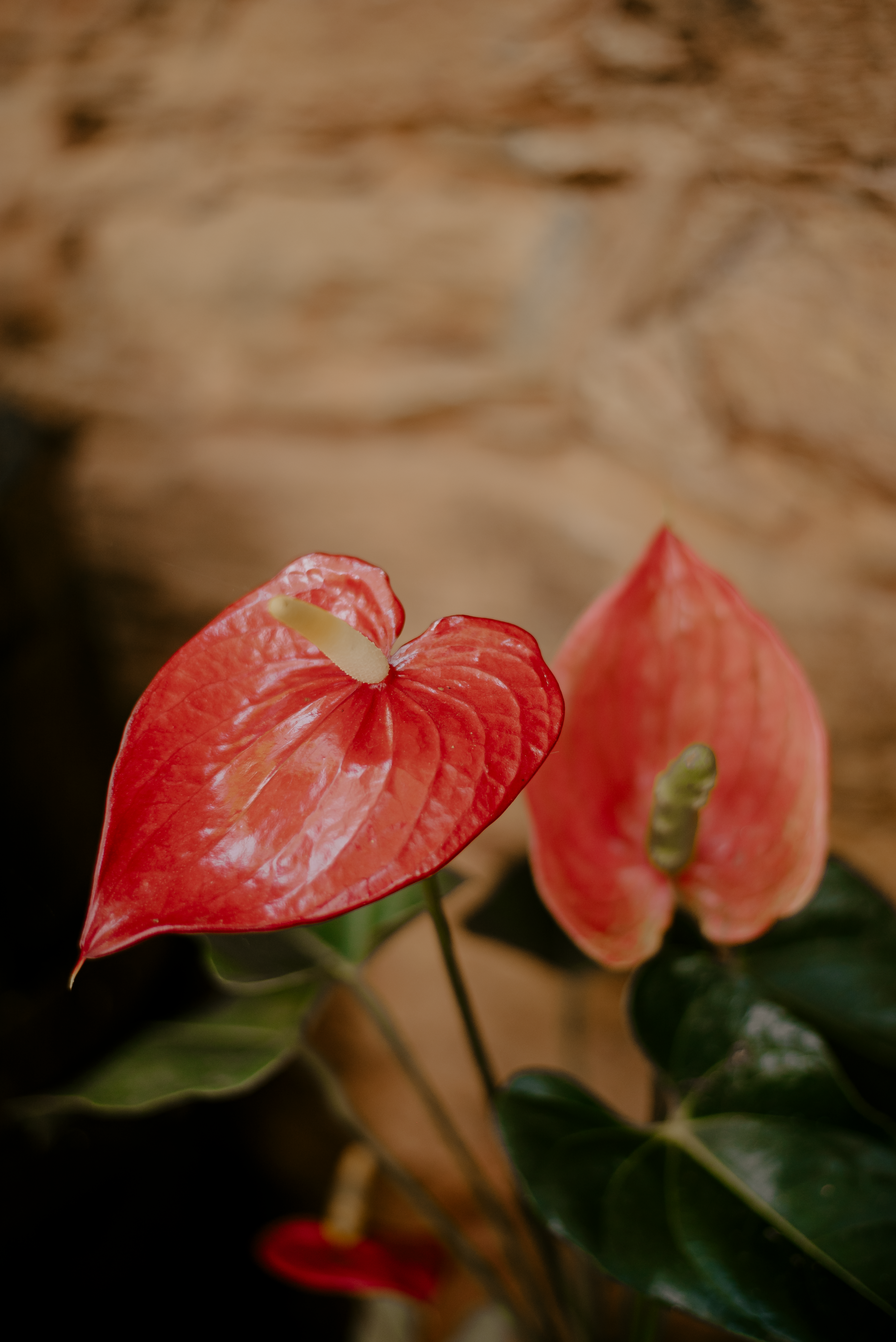 Anturium Andrego Flowers  Free Stock Photo