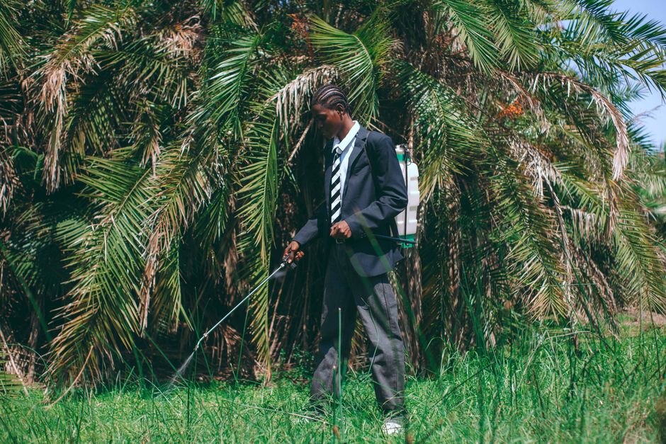 Garden Myths Debunked: Truths Behind Common Nigerian Beliefs