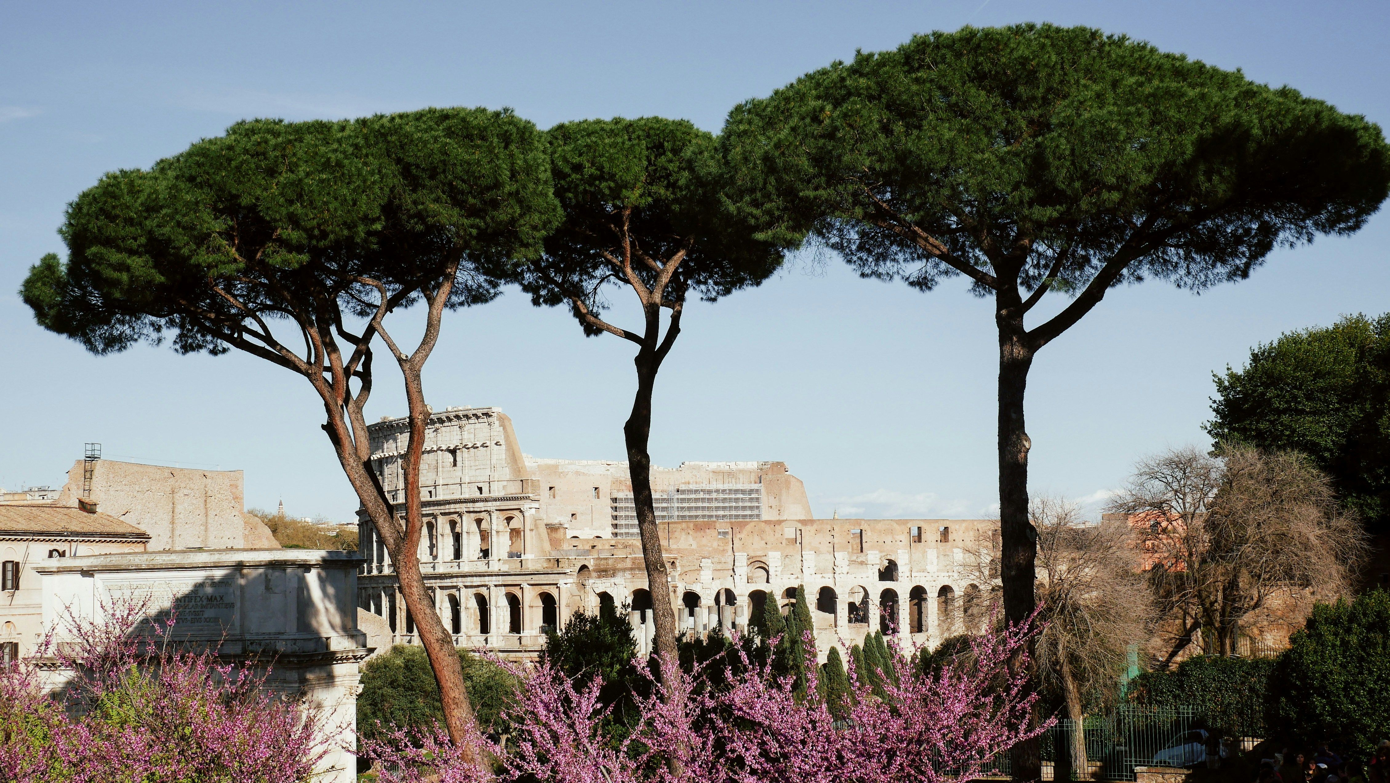 Colosseum in Spring with Pine Trees, Rome · Free Stock Photo